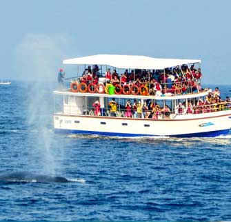 Whale Watching Whale Watching